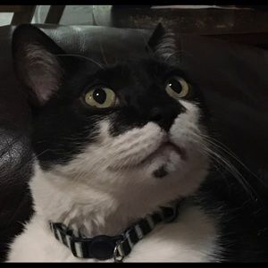 Meet your Posher, Paula